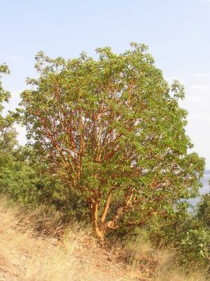 Arbutus andrachne habit (Ab plant 97).jpg