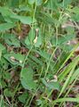 Aristolochia clusii