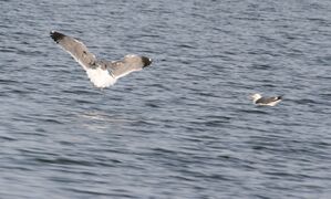 Армянские чайки на озере Севан