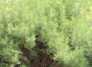 Artemisia abrotanum - plants (aka).jpg