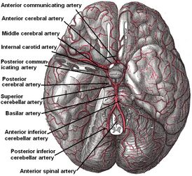 The arteries of the base of the brain. Basilar artery labeled below center. The temporal pole of the cerebrum and a portion of the cerebellar hemisphere have been removed on the right side. Inferior aspect (viewed from below).