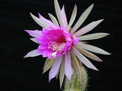 Arthrocereus rondonianus