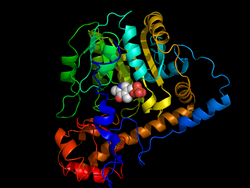 Аспартатаминотрансфераза из Escherichia coli, связанная с кофактором пиридоксальфосфатом[1].