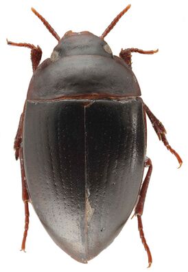 Aspidytidae