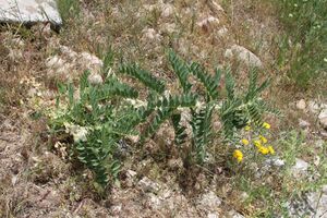 Astragalus sieversianus (Fabaceae) (33050852371).jpg