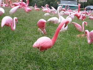 Пластиковые фламинго