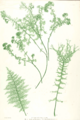 'Crispum', 'Depauperatum', 'Dissectum'