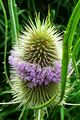 Головка ворсянки лесной (Dipsacus fullonum)