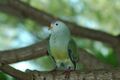 Атолловый пёстрый голубь — эндемик островов Туамоту