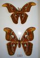 Самец и самка Павлиноглазка атлас (павлиноглазки атлас Attacus atlas)