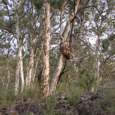 Эвкалипт приближающийся (Eucalyptus accedens)