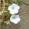 Nemophila menziesii atomaria