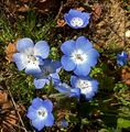 Nemophila menziesii menziesii