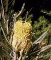 Banksia attenuata