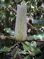 Банксия пильчатая (Banksia serrata)