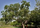 Banyan tree (Ficus benghalensis) in Secunderabad, AP W IMG 6635.jpg