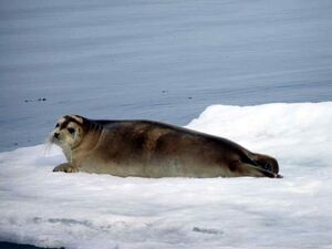 Bearded Seal at Svalbard.jpg