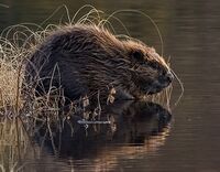Beaver pho34.jpg