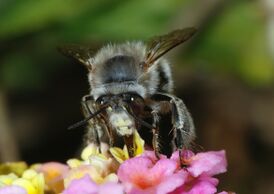 Anthophora