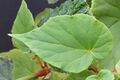 Кособокий лист бегония большой (Begonia grandis)