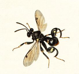 Chalcididae