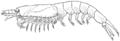 Bentheuphausia amblyops