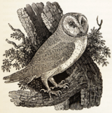 Т. Бьюик. Иллюстрация к «Истории птиц Британии». 1847. Ксилография