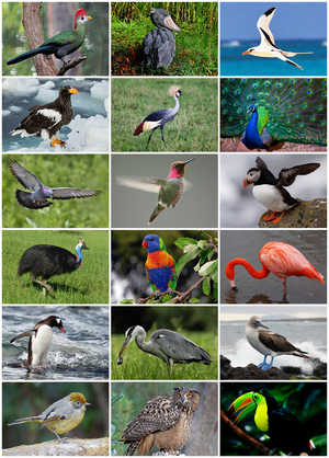 Bird Diversity 2013.png