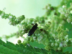 Grammoptera