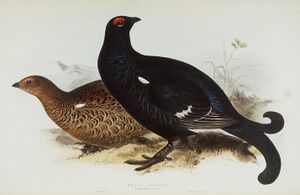 Black Grouse.jpg