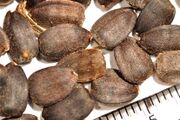 Black Helianthus annuus seeds.jpg