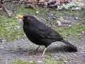 Blackbird (male).jpg