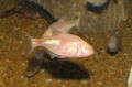 Слепая рыбка (Astyanax mexicanus)