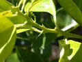 Ветвь Citrus sinensis: соединение между листочком и черешочком, слегка крылатый черешок, шипы и почки в пазухах листьев.