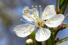 Blossom of Mirabelle plum.jpg