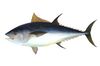 Pelagic fish (Atlantic bluefin tuna)