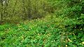 Поляна цветов Trollius europaeus