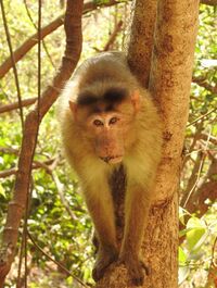 Bonnet Macaque Macaca radiata Threat display by Dr. Raju Kasambe DSCN5340 (5).jpg
