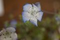 Nemophila menziesii integrifolia