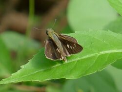 Borbo cinnara female 2.jpg