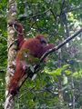Bornean Orangutan (14184809424).jpg