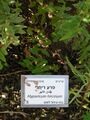 Зверобой козлиный — один из экспонатов ботанического сада