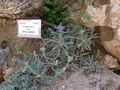 Salvia lanigera — растение рода Шалфей, один из экспонатов сада, эндемик Израиля