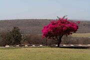 Bougainvillea sp.