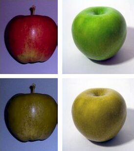 Моделирование нормального (выше) и двуцветного (ниже) восприятия красных и зелёных яблок