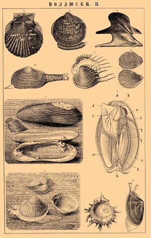 МОЛЛЮСКИ. II. 1) Морской гребешок (Pecten opercularis), одна створка снаружи, другая несколько выдающаяся из-под нее с внутренней стороны. 2) Pectunculus pilosus, сбоку. 3) Avicula semisagitta, одна створка снаружи, другая выдающаяся из-под нее с внутренней стороны. 4) Разевница (Муа truncata) сбоку, слева нога, справа длинная сифонная трубка. 5) Cytherea meretrix, одна створка снаружи, другая, выдающаяся из-под нее, — с внутренней стороны. 6) Лима (Lima squamosa), одна створка с наружной, другая с внутренней стороны. 7) Перловица жемчугоносная (Margaritana margaritifera); верхний экземпляр сбоку и несколько снизу, второй изображен зарывшимся в ил, кроме заднего конца, внизу раскрытия створки, на внутренней стороне одной из них приросшая жемчужина. 8) Беззубка (Anodonta), с брюшной стороны с врисованной нервной системой: а — рот, b — заднепроходное отверстие, с — жабры, d — нога, е — ротовые лопасти, f — половое отверстие, g — отверстие боянусова органа, h — головной узел, г — ножной узел, k — внутренностный узел, l — просвечивающие половые железы. 9) Сердцевидка съедобная (Cardium edule); вверху раковина с замочной (верхней) стороны; внизу и слева животное, выставившее из раковины ногу (справа) и края мантии с сифонами (слева), внизу справа створка раковины с внутренней стороны. 10) Створка Spondylus princeps с внутренней стороны; ясно видно место прикрепления мускула, смыкающего створки. 11) Donax anatinus с выставленной из раковины ногой (внизу), сифонами (вверху) и краем мантии. Все рисунки — пластинчатожаберные моллюски (Leimellibranchiata).