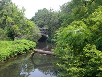 Река Бронкс, протекающая через ботанический сад