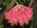 Brownea ariza, соцветие