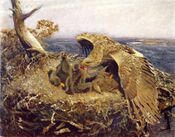Гнездо морского орлана 1907