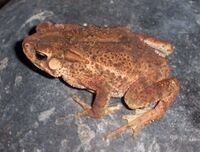 Двугребнистая жаба
